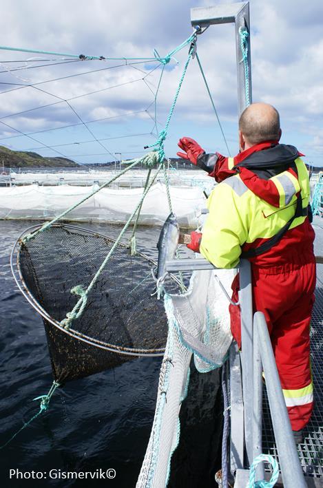 Velferdsindikatorer for oppdrettslaks: Hvordan vurdere og dokumentere fiskevelferd Del C.