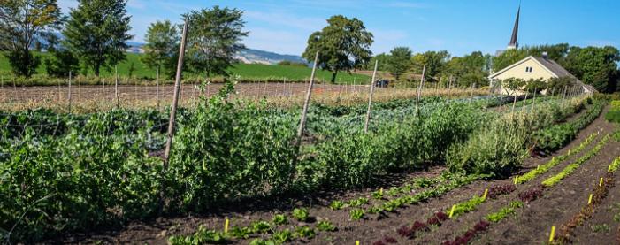 HELHET Kretsløpet i biodynamisk jordbruk MEITEMARK KOMPOST, PREPARATER Næringsrike ekskrementer fra meitemarken er god plantenæring.