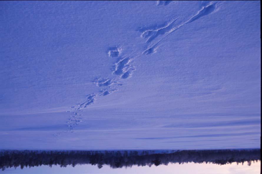 Senhøstes og på vinteren begynte trekket tilbake til Øvre Pasvik. Trekktidspunktet varierte fra år til år, og det var tydelig avhengig av vær og klima. Trekket kom tidlig når vinteren kom tidlig.