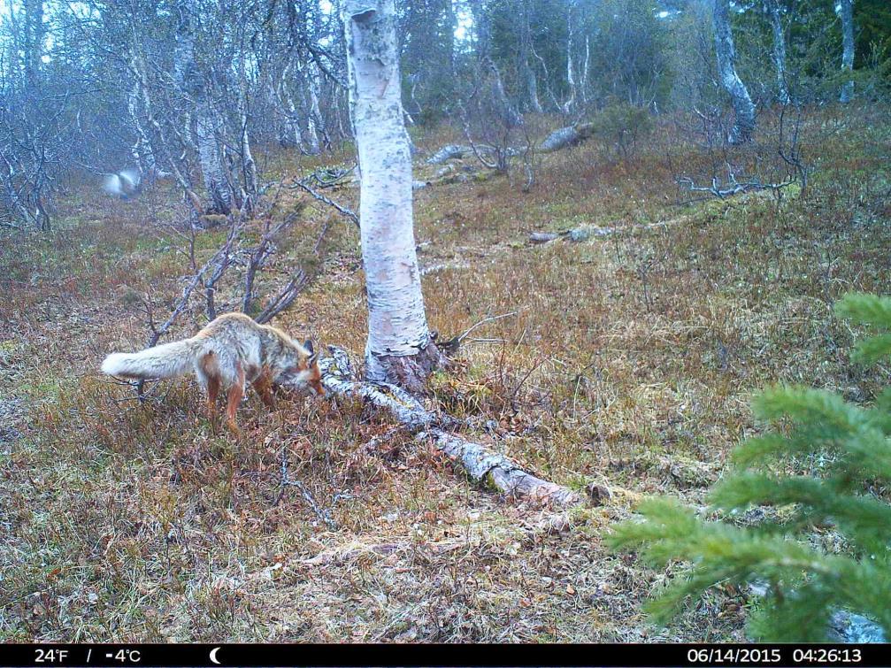 VEDLEGG 1: Utvalgte bilder fra viltkamera som har stått ved