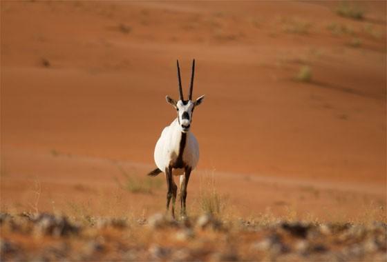 Arabian Oryx-reservatet,