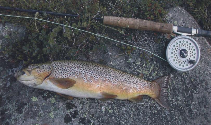 fall mellom 4 og 4 cm (Fig. 14). Auka beskatning kan ytterlegare betra veksttilhøva, sjølv om samla årleg avkastning neppe vil koma over 3 kg/ha eller om lag 23 kg for heile vatnet.