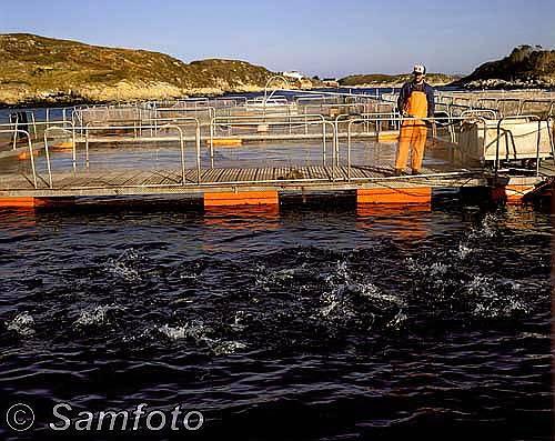 Fiskeoppdrett og taretråling (fra kap 6) Rømt oppdrettsfisk er til stede i både i sjøområdene og i vassdragene.