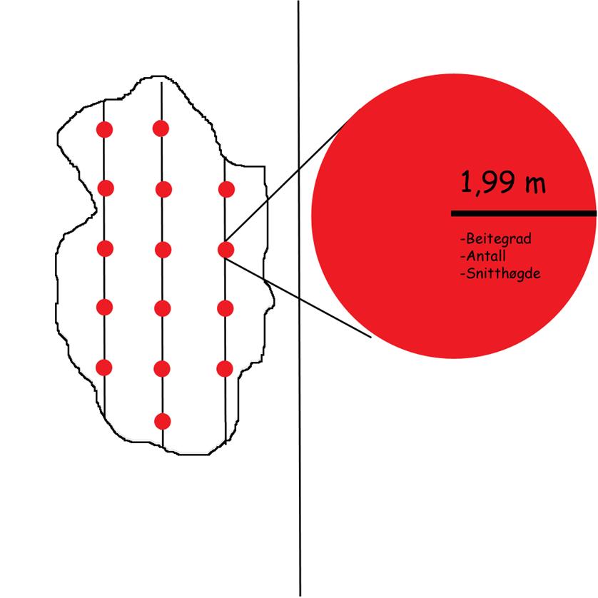 UTREKNINGAR 5 daa (dekar) = 5000 m2 Takseringspunkta hadde ein radius på 1.99 m.
