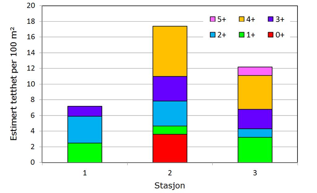 Figur 8. Estimert tetthet av ulike aldersgrupper av ørret fanget ved elektrofiske på tre stasjoner på anadrom del av Kaupangselvi 15. oktober 2013.