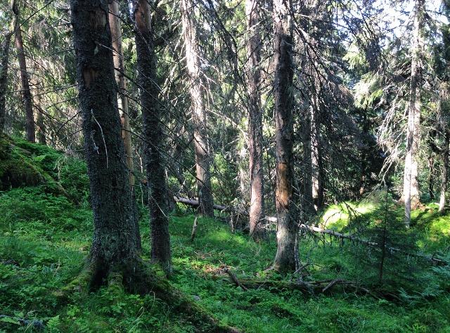 Vedlegg Verneplan for skog Høring av utvidelse av Presteseter naturreservat Hof og Sande kommuner Granskog med rik vegetasjon Foto: Linda Myhre Fylkesmannen i Vestfold Juni 2017 Fylkesmannen i