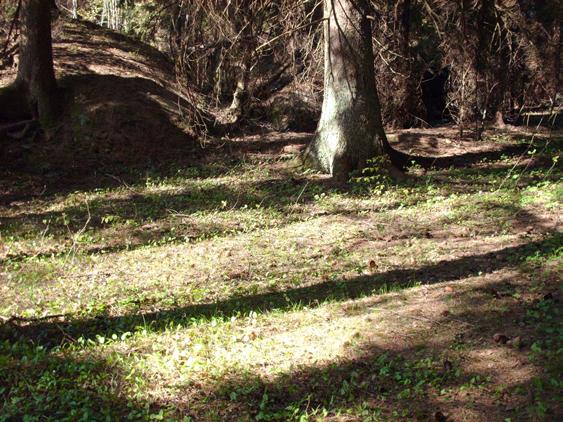 Figur 18 Deler av flate 5 sett mot vest. Flate 5 er en stor, fin østvendt flate på ca 40x40 meter. Den er skjermet av bergknauser i nord og vest. Det ligger en del større stein spredt over flaten.