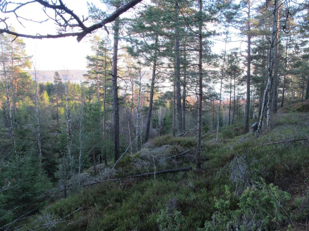 Skogen i vestre deler av