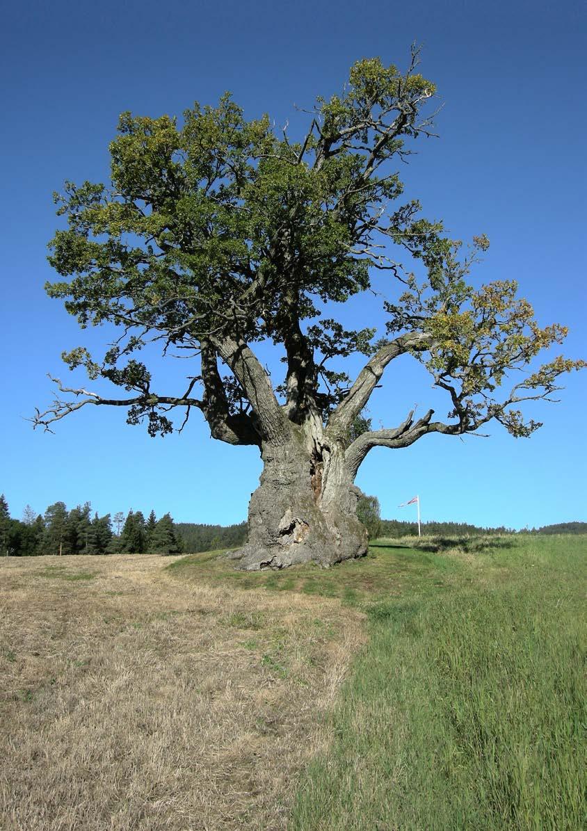 Mollestadeika i Birkeland er vernet som naturminne. Den er en av de aller største i Norge med en omkrets på over 10 meter! Foto: Harald Bratli. Mer informasjon Naturmangfoldloven: www.lovdata.