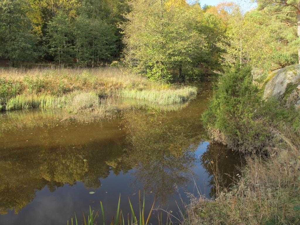 Dammen i Vestervikdammen i planområdet Skogen langs