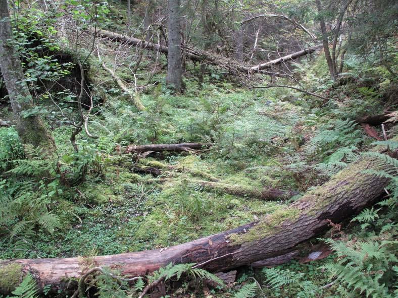 Fra dalbunnen stiger terrenget raskt oppover på sidene og eldre granskog i mosaikk med yngre skog dominerer i vest og ung løvskog i øst.