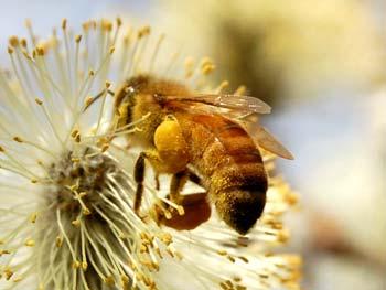 Kemisk bekjemping Neonikotinoider Biscaya OD 240 og Calypso SC 480 (tiakloprid) Akut nerv- magevirking Påverkar larvstadiet (spruta helst før eggene klekker) Starkt systemiskt, beskyddar ny tillvekst