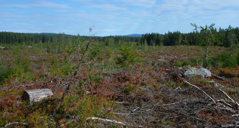 Langs breddene står det gran og gråor, og feltsjiktet innehar mere fuktkrevende arter, som skogburkne, gjøkesyre, stjernestarr, gulstarr, myrsnelle og myrfiol.