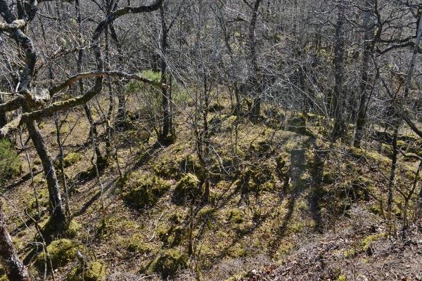 VERDIVURDERING KUNNSKAPSSTATUS FOR BIOLOGISK MANGFOLD I Tysnes kommune er det gjennomført flere undersøkelser av biologisk mangfold. Blant annet har Håland mfl.