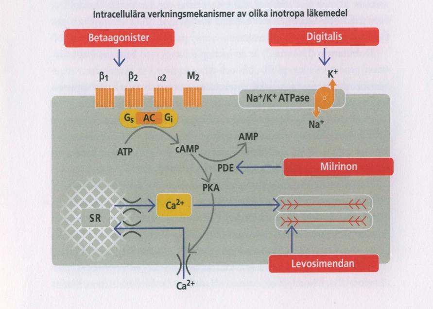 Inotropi