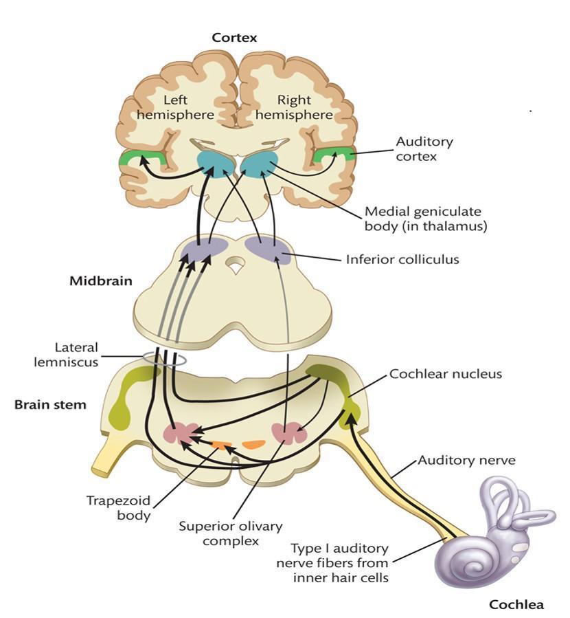 2.1.2 Det sentrale auditive systemet Kjernene i hjernestammen mottar auditiv informasjon fra begge ørene (binaural hørsel).