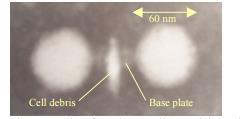 Det S.t.28B viruset, også definert som en bio-kolloid, er relativt termotolerant (Eller 1995; Norin et al 1996).