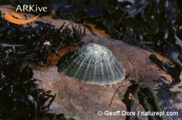 littorea (Steve Trewhella), Upper