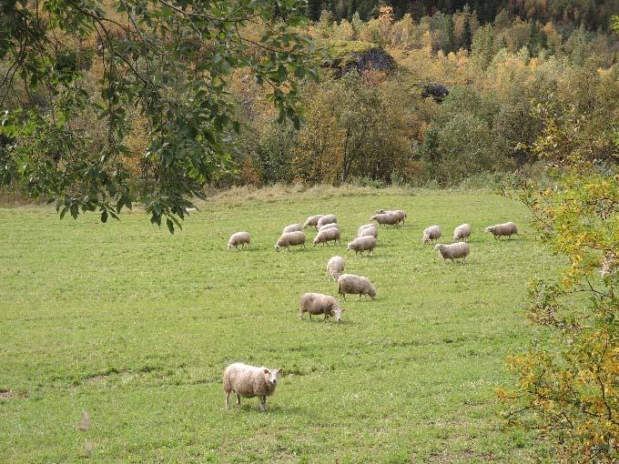 gjennomført befaringer og møter for å kartlegge kvaliteter og problemstillinger knyttet til de