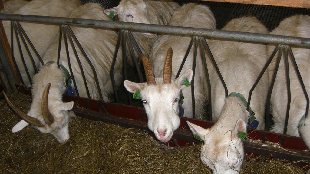 Produksjon av geitemjølk med høy kvalitet ved økt bruk av norske fôrmidler og forbedret fôrutnyxelse Strategi for opptrapping av kratfôr rundt kjeing for å sikre