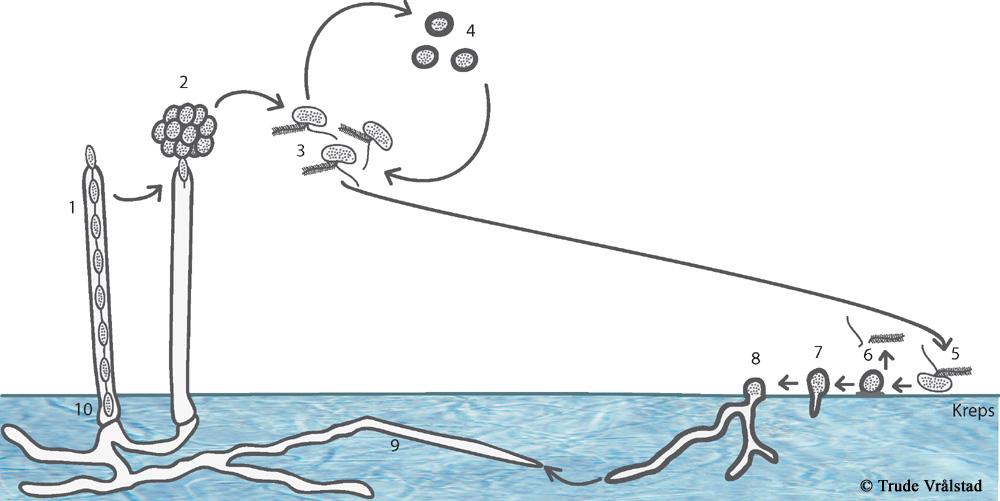 Figur 1. Livssyklus hos Aphanomyces astaci (illustrasjon fra Vrålstad et al. 2006 og opprinnelig modifisert etter Bangyeekhun 2002).