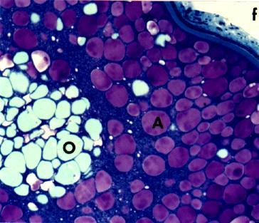 alveoli-stadium Nu Eggeskall