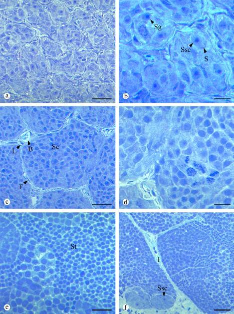 Testis mass (g) 11-Ketotestosterone (ng ml -1 plasma) Testosterone (ng ml -1 plasma)