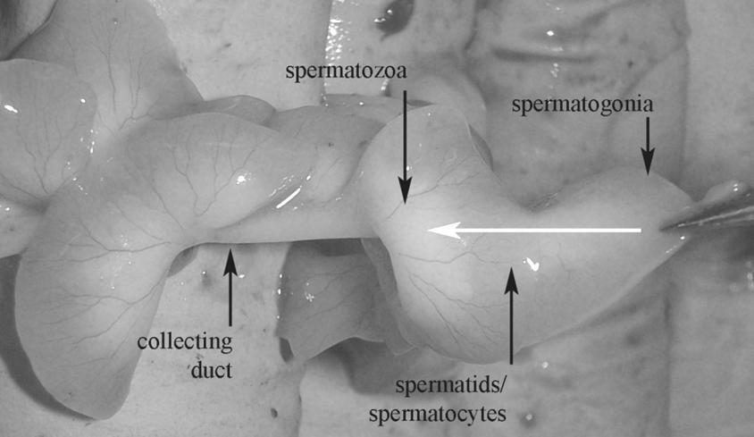 Spermatogonier finnes lengst inn, mens modne