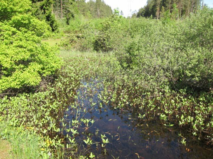 Men status for ålen i vassdraget er usikker og planlagte inngrep vil trolig i liten grad påvirke ålens muligheter for å vandre opp i bekken.