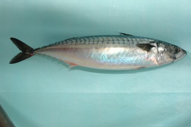 Figur 17. Eksempler på redskapsskader; venstre bilde - makrell med blod på øyne, høyre bilde makrell med skader på skinn (foto: SINTEF Fiskeri og havbruk). 3.4.
