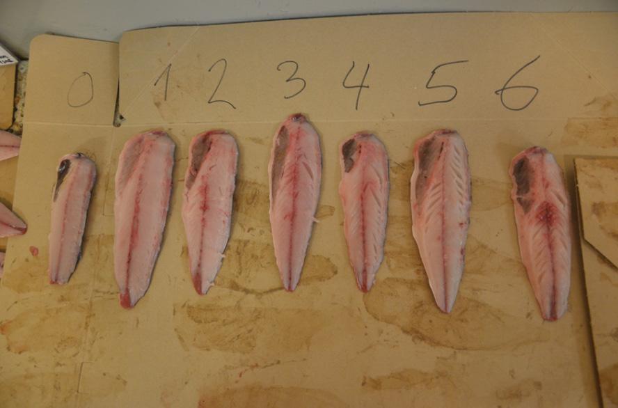 Gaping/ spalting av makrell fileter med ulik score (0-6) 3.6.4 Tekstur, gaping og blodflekker på kjølelagret filet Det ble gjennomført teksturanalyse av høyrefileten til tyve fisk like etter filetering.