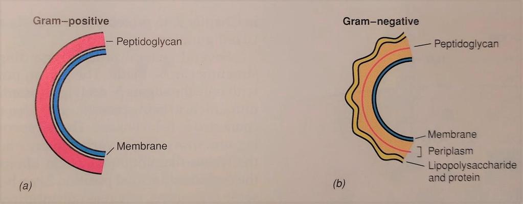 Figur 2: Skjematisk fremstilling av celleveggens oppbygning hos (a) gram-positive og (b) gramnegative bakterieceller (Madigan et al. 1997).