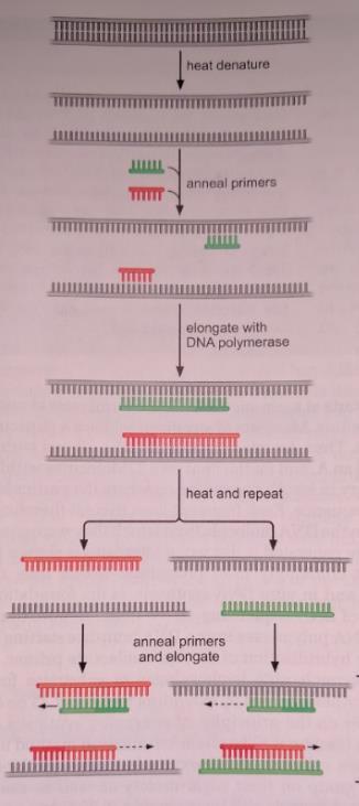 2.3.1. 16S-rRNA-sekvensering. 2.3.1.1. Polymerase-kjedereaksjon (PCR). PCR er en effektiv metode for å amplifisere spesifikke segmenter av et genom.