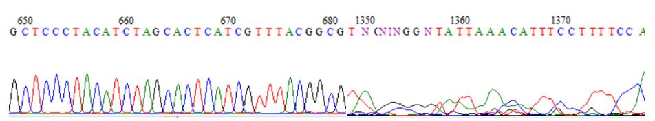Figur 6: Utsnitt av en DNA-sekvens fremstilt ved Sangersekvensering; eksempel på en god sekvens (venstre) og en dårlig sekvens (høyre) (Hall 1999). Figuren viser to utsnitt fra samme sekvens.
