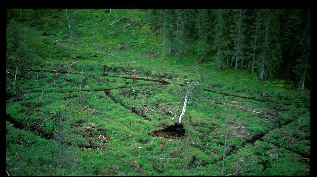 Hva gjør skogbruket med skogen?