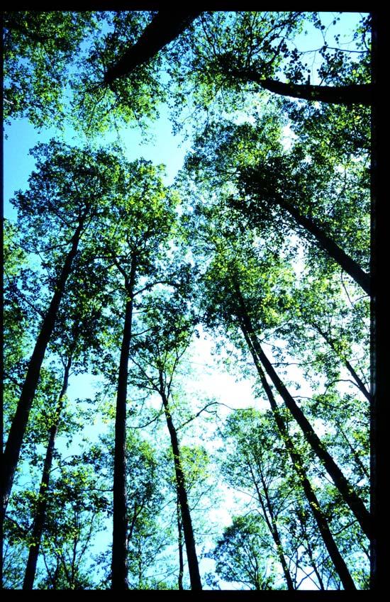 Historiens første skogvern i Norge Bøkeskogen i Larvik var Norges første naturfredning.