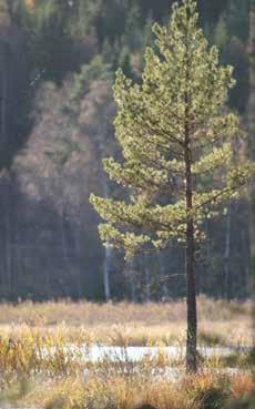 Etter forskrift om forvaltning av hjortevilt av 1.2.212 skal kommunene bruke Hjorteviltregisteret til lagring og rapportering av data. Informasjonen i Hjorteviltregisteret er tilgjengelig for alle.