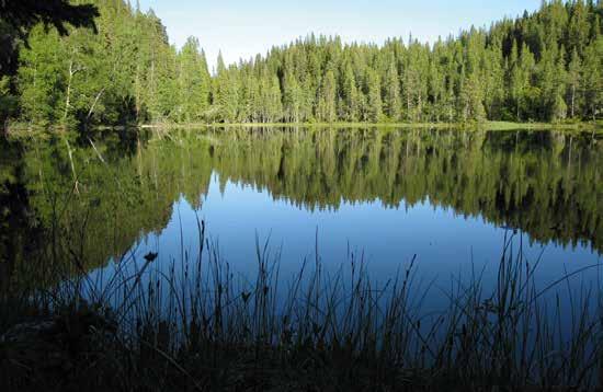 Svarttjønna, Dragstsjødalen. Foto: Stian Almestad Relevante nettsteder Hjorteviltregisteret: www.hjorteviltregisteret.no Miljødirektoratet: www.miljodirektoratet.