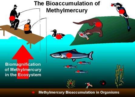 Figur2.4: Bioakkumulering av methylkvikksølv i naturen.( kilde:usgs http://www.ec.gc.ca/mercury/en/bf.