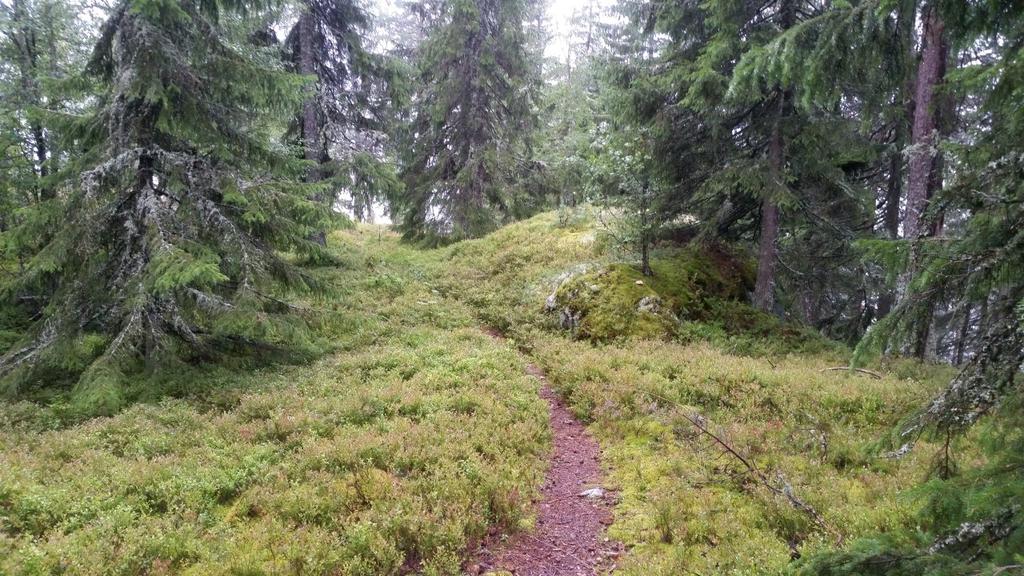 Bilder fra området Rogberget Hovedstien