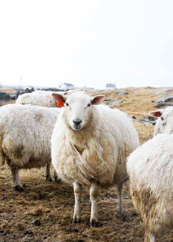 Røros Tweeds pledd og puter er laget av ull fra sauer som beiter i ren norsk høyfjellsnatur. Alle dyr tilpasser seg sitt naturlige miljø.
