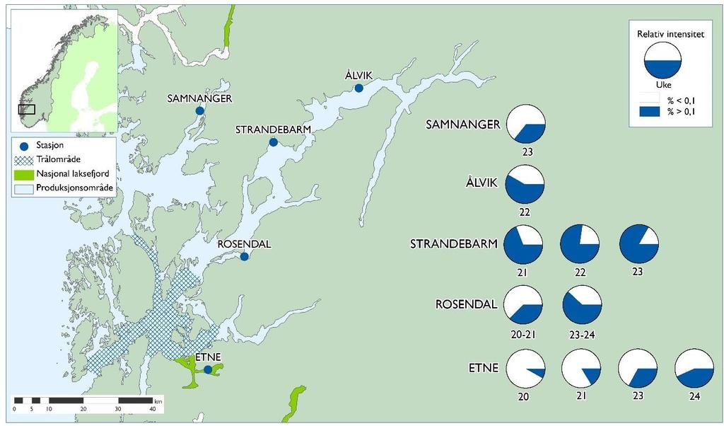 Figur 5. Trålområde for tråling av postsmolt laks og undersøkte ruse- og garnfiskestasjoner i Hardanger. Sektordiagrammet viser resultater fra ruse- og garnfiske etter sjøørret.