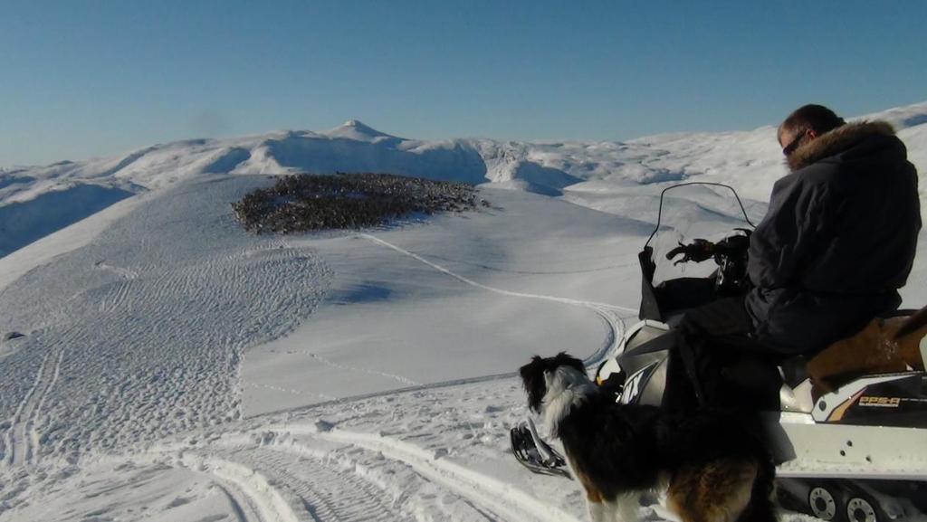 Figur 10. Reingjetar Geir Egil Slettom frå tamreinlaget i Høyfjellet i Breheimen NP. 2. Registrering/overvåking 2.1. Ferdselstelling I 2013 vart ferdselsteljaren flytta til Hødnavollen i Mørkridsdalen der den sto ute i perioden 2.