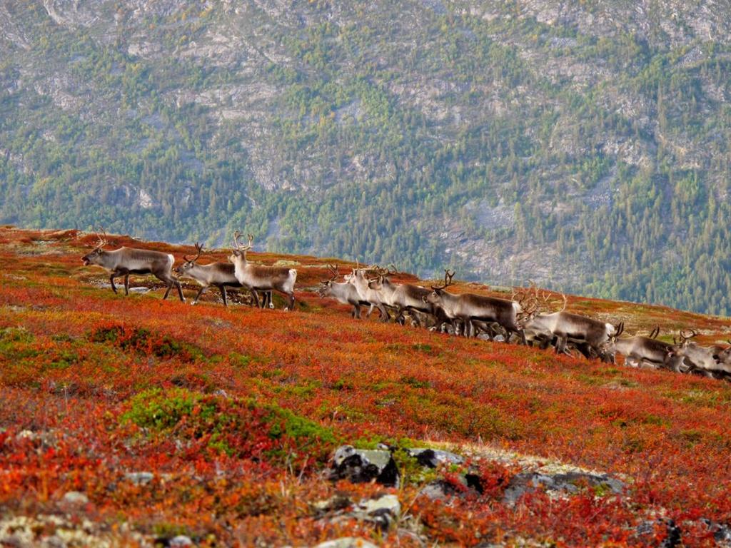 Saker frå årets villreinjakt: Manglende dokumenter: 4, derav 1 anm.