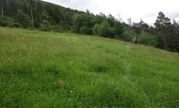 I vest ser ein lokaliteten Løkra, øvre del av innmarka, og i aust ser ein delar av lokaliteten Stokke merka med grønt. Denne er avgrensa som kalkskog.