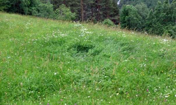 22 Figur 8. Foto; Solfrid Helene Lien Langmo 04.07.2013. Biletet viser detalj frå den delen av lokaliteten som for ca 20 år sidan vart opp-pløgd og tilsådd.