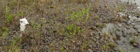 Naturtypelokaliteten ble isolert sett verdivurdert til lokalt viktig C-verdi, men ble hevet til B-verdi på grunn av del av helhetlig landskap (Larsen m.fl. 2013).