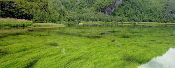 TILGROING Forekomst og utbredelse av vannplanter i Ekso er dokumentert ved undersøkelser av vannvegetasjon i terskelbasseng i Eksingedalselva i perioden 1990-91 og allerede da var det stor