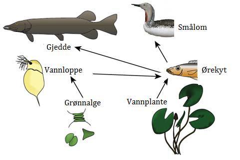Økologi 79 (oppgave 19 høst 2016) Figuren viser et næringsnett i et ferskvann. Nedenfor ser du fire påstander knyttet til figuren ovenfor: 1. Ørekyt og gjedde har delvis overlappende næringsnisjer. 2. Det kan være interspesifikk konkurranse mellom smålom og gjedde.