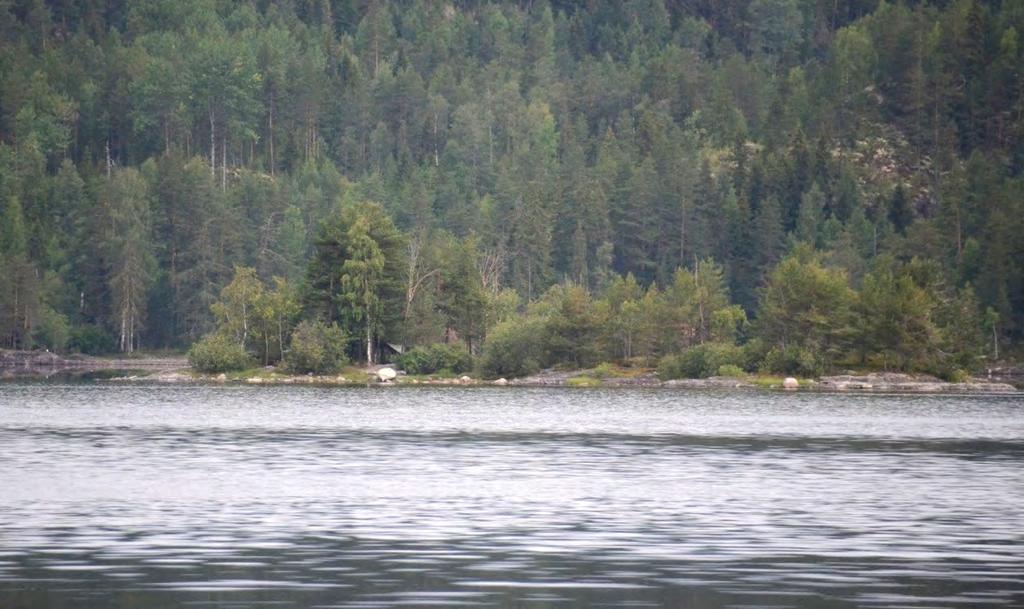 aktiviteter i tilknytning til fisking fra båt har spolert f.eks. hekkingen til toppdykker (se bl.a. Ree 2012).